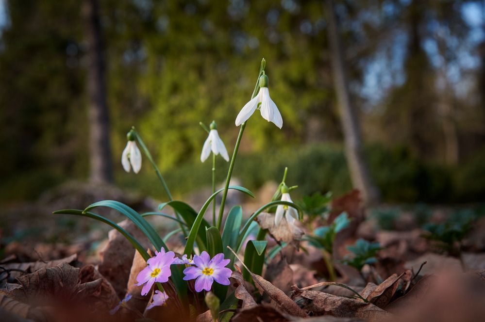 Фотография автора Сергей Степанов