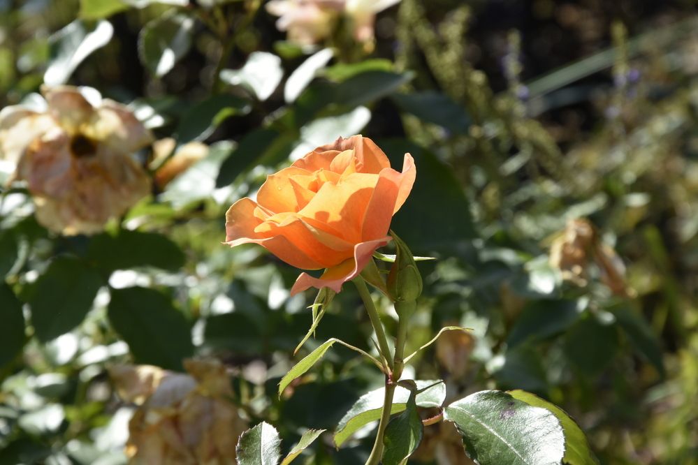 Photograph by Юлия Ю.