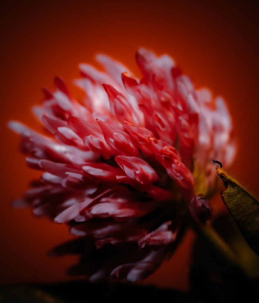 Photograph by Valentin Kolinko