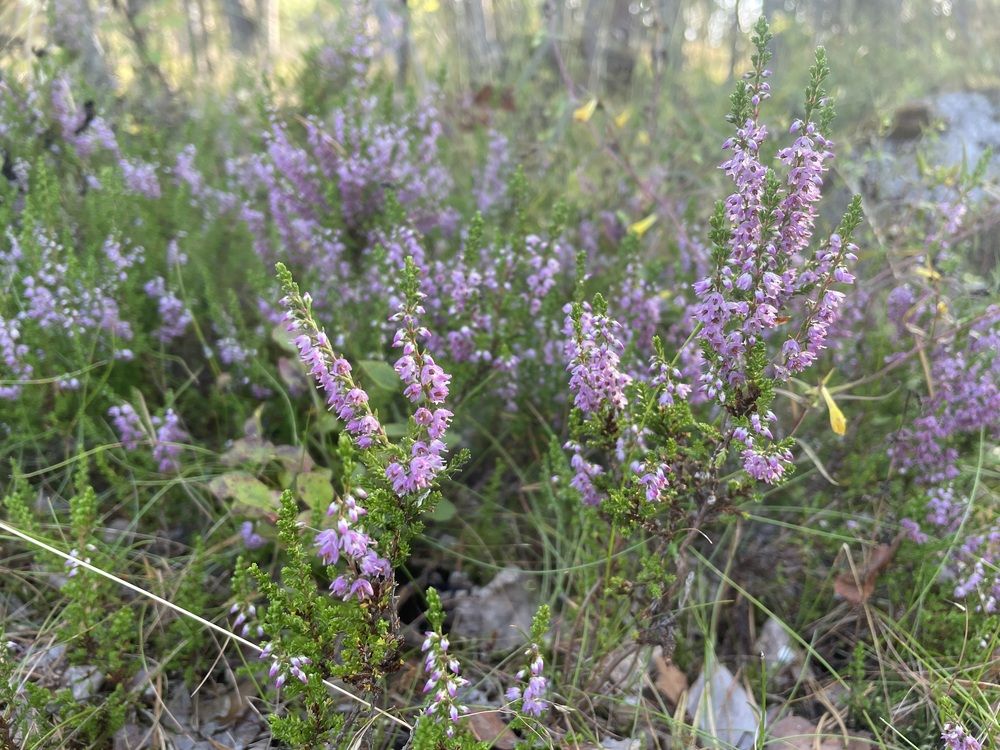 Photograph by Ирина Соловейченко