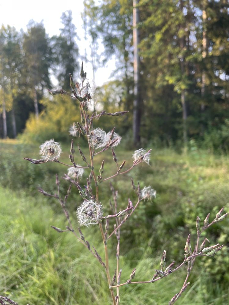 Photograph by Ирина Соловейченко