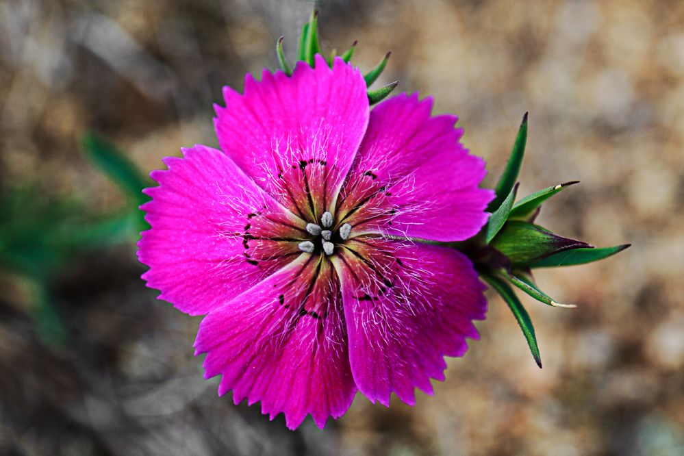 Photograph by Виктор Калинский