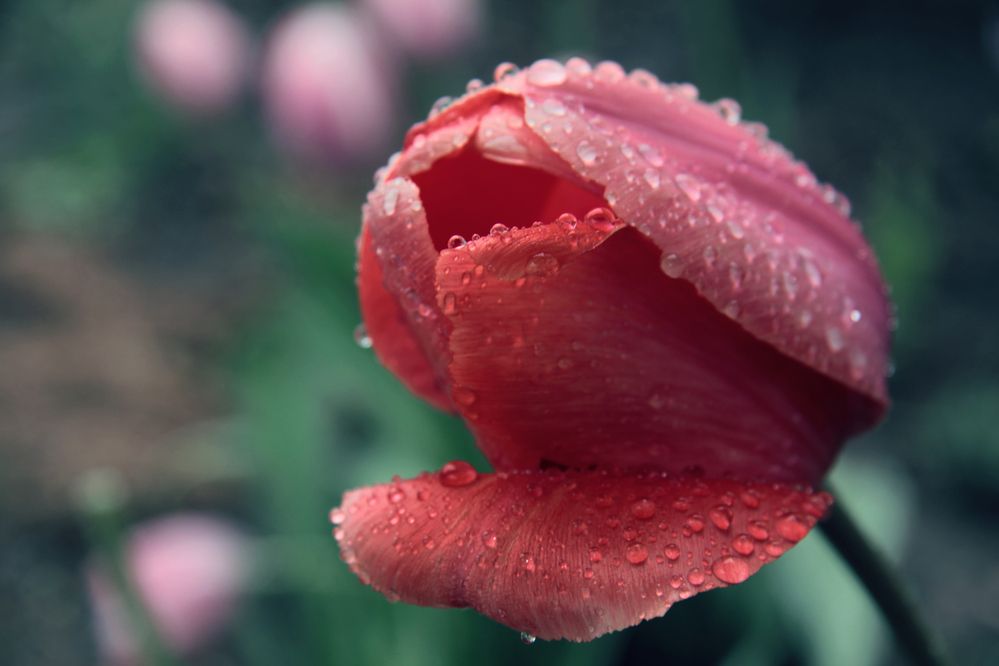 Photograph by Ксения Ворническу