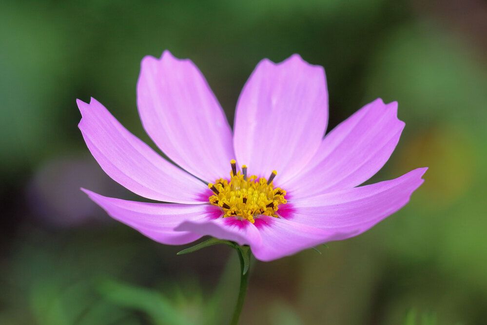 Фотография автора Светлана Долотова