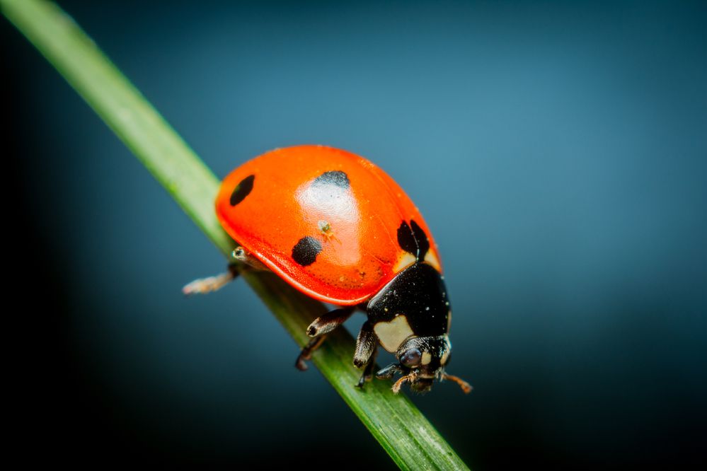 Photograph by Максим Юрлов