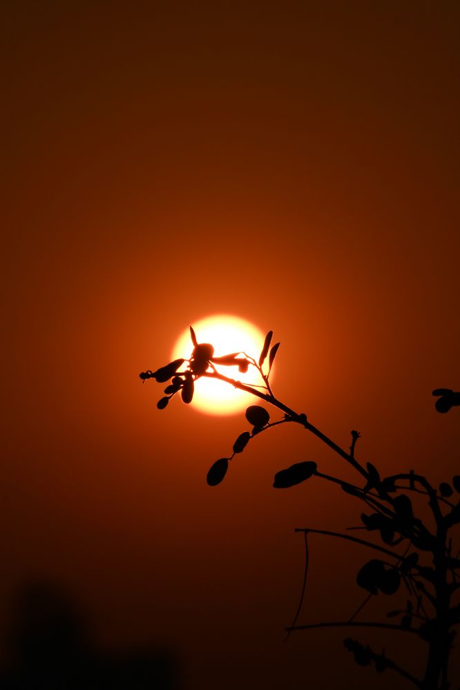 Photograph by Mihir Masurkar