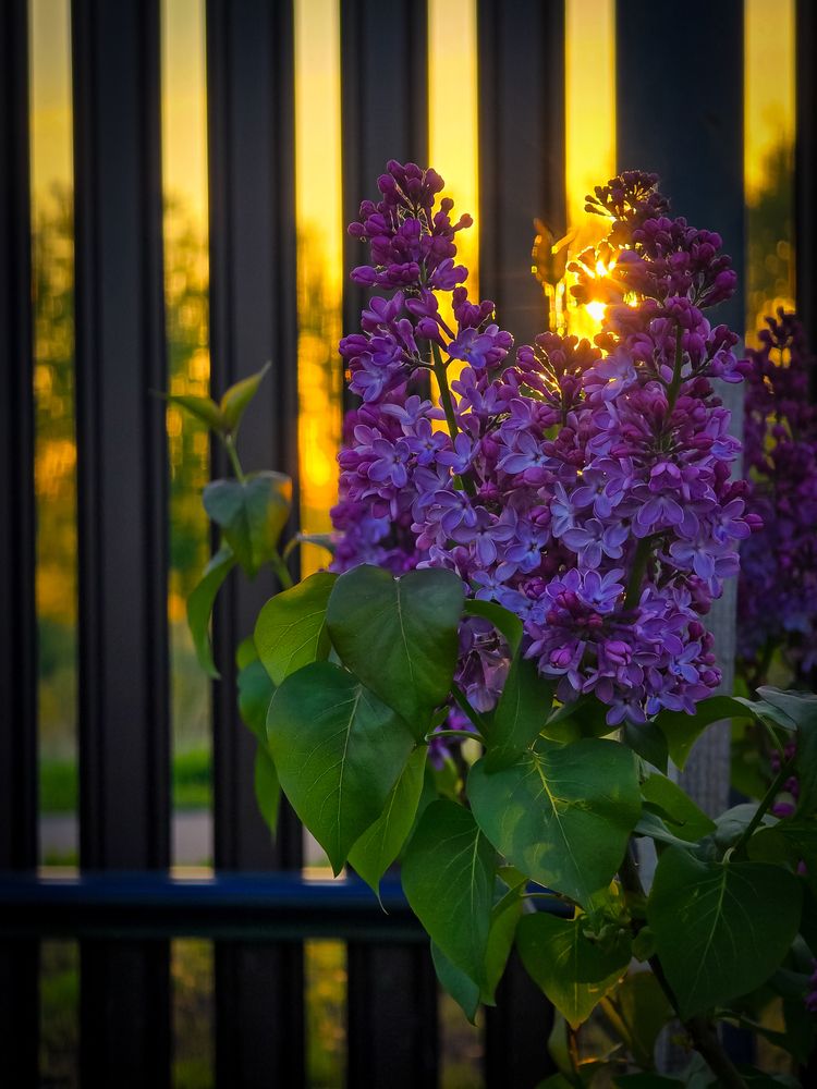 Photograph by Елена Сиушова