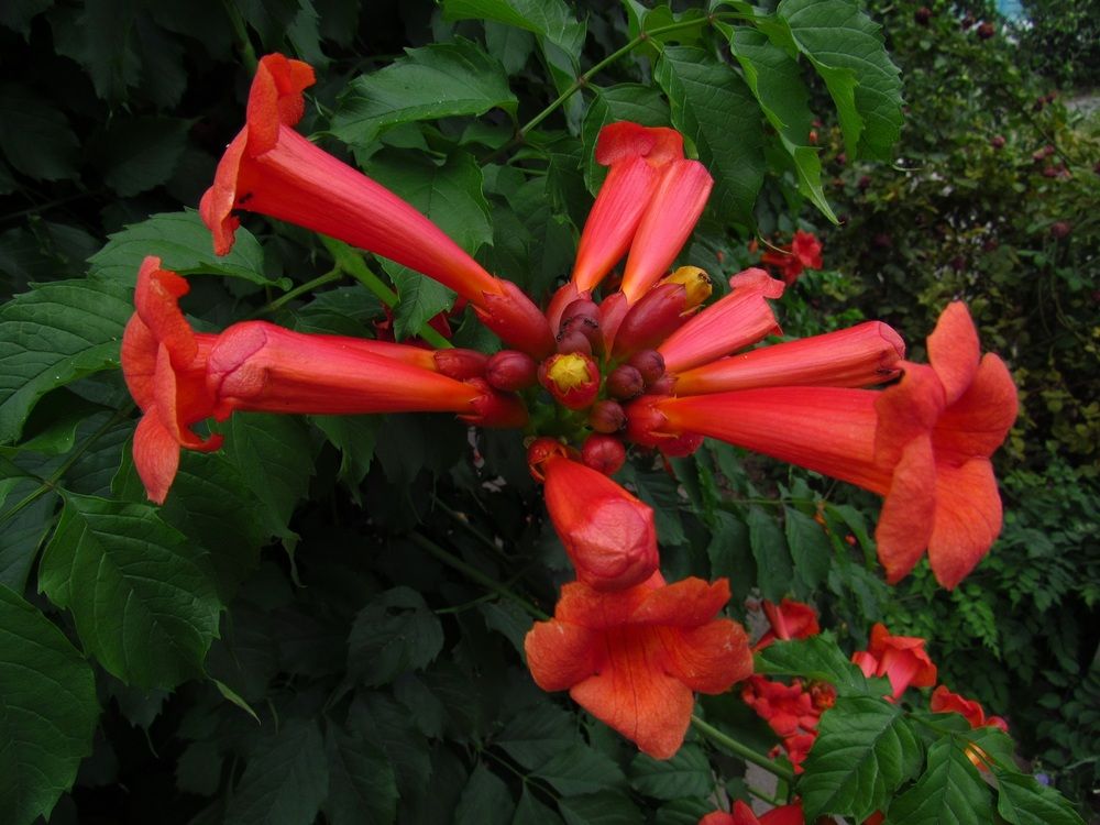 Photograph by Денис Веску