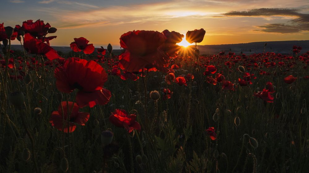 Закат на маковом поле