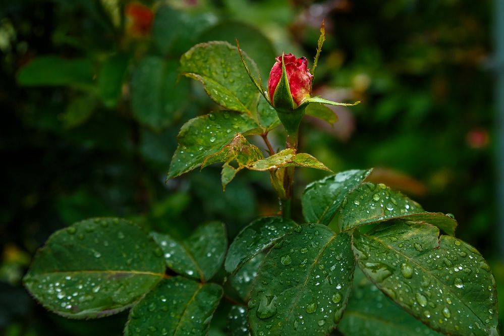 Photograph by Наталья Колеватова