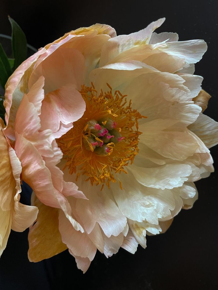 Photograph by Светлана Савина