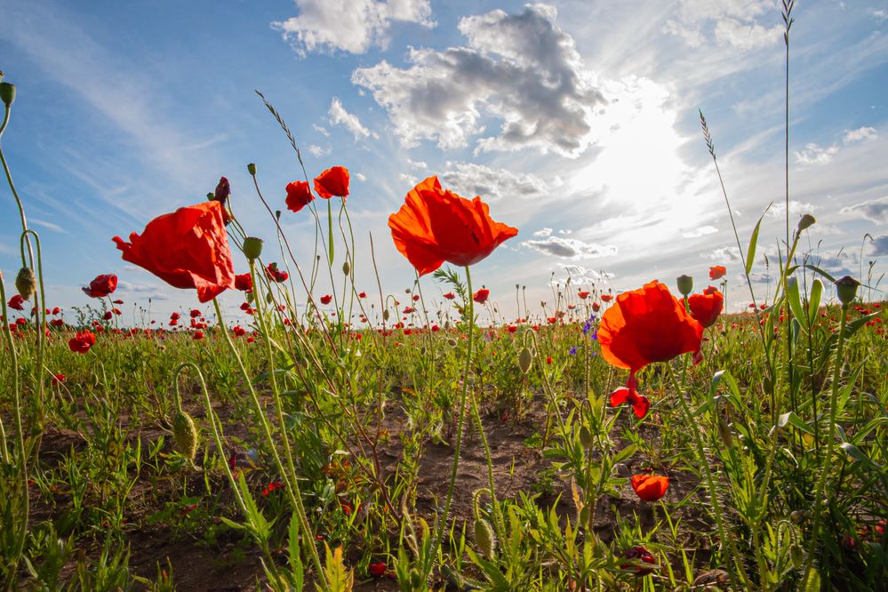 Photograph by Tanzilya Gabidullina