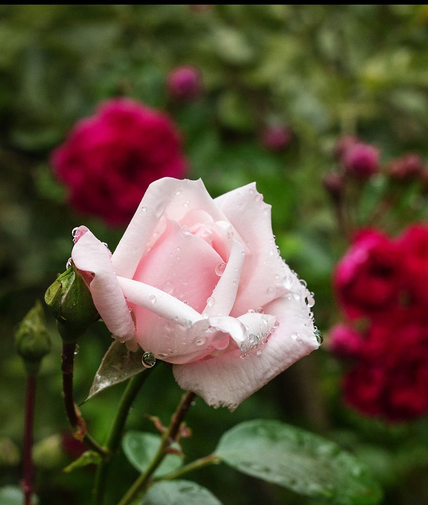 Фотография автора Борис Журавлёв