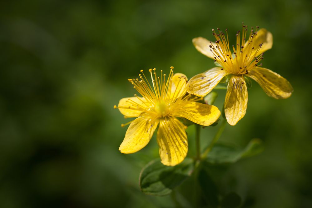 Парочка: жёлтый и жёлтый...