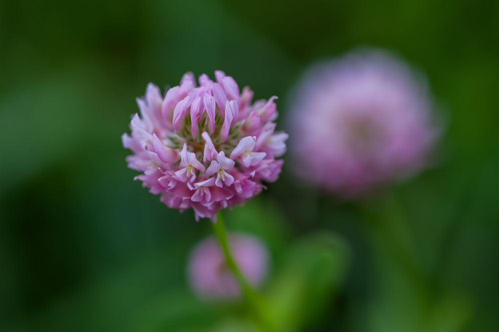 Розовая нежность