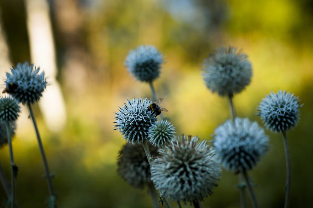 Шароголовые