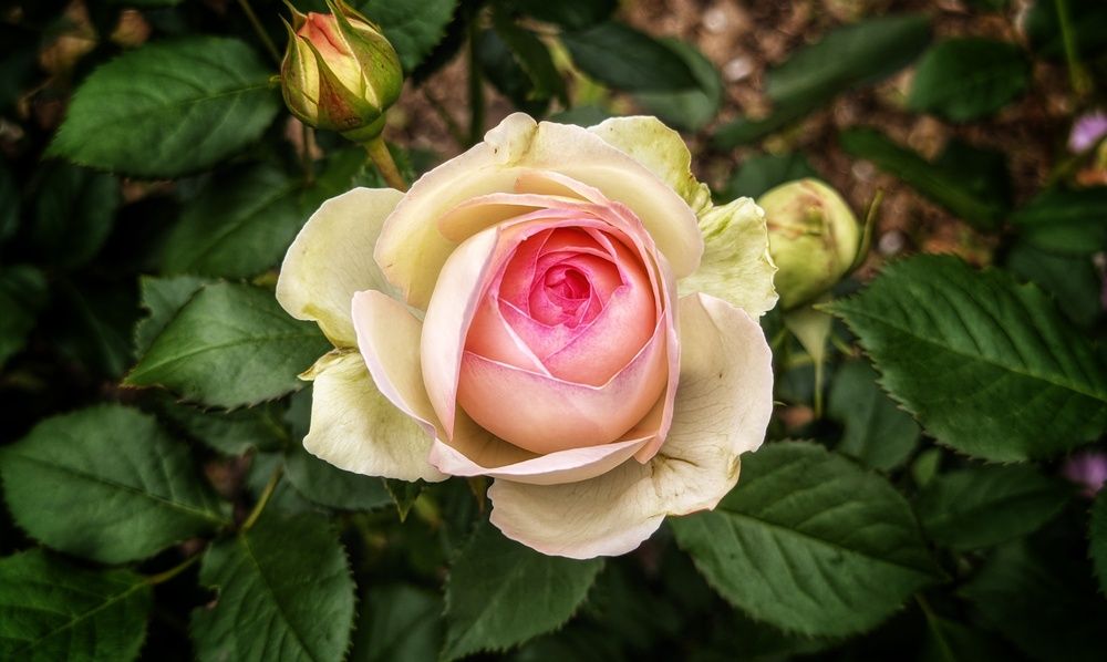 Photograph by Дмитрий Леонтенко