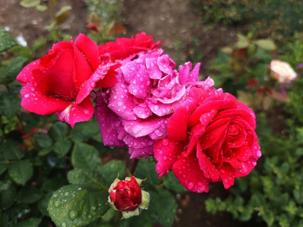 Photograph by Дмитрий Леонтенко