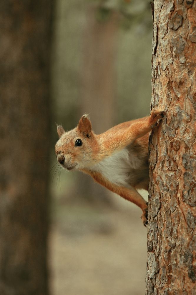 Пушистый хранитель леса..