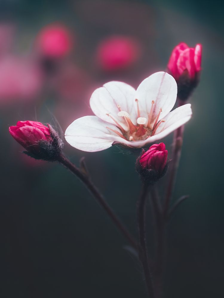 Photograph by Маргарита Смоленская