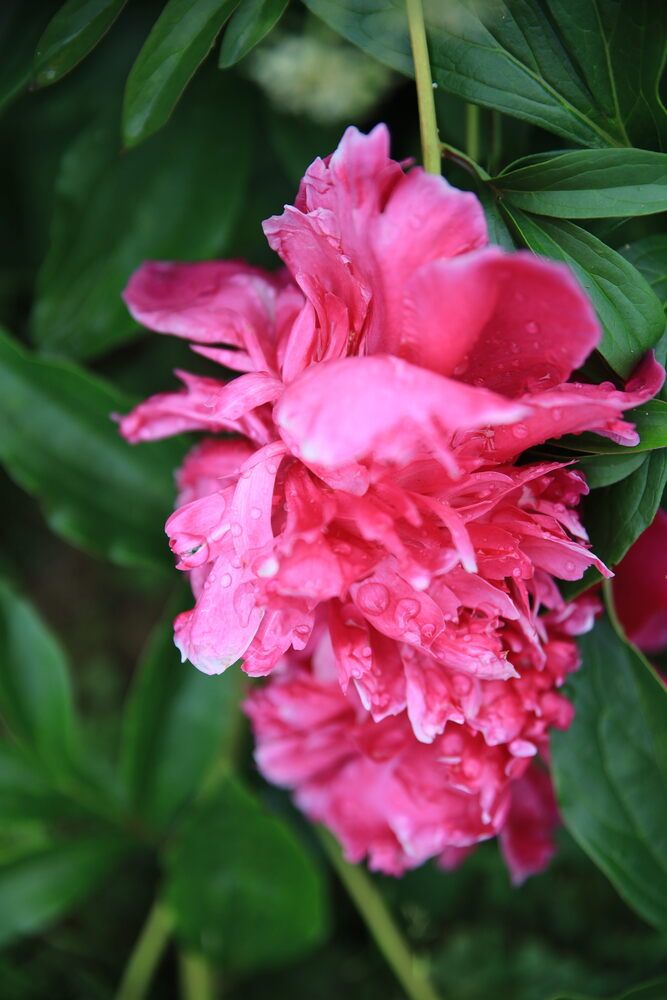 Photograph by Злата Тарасова