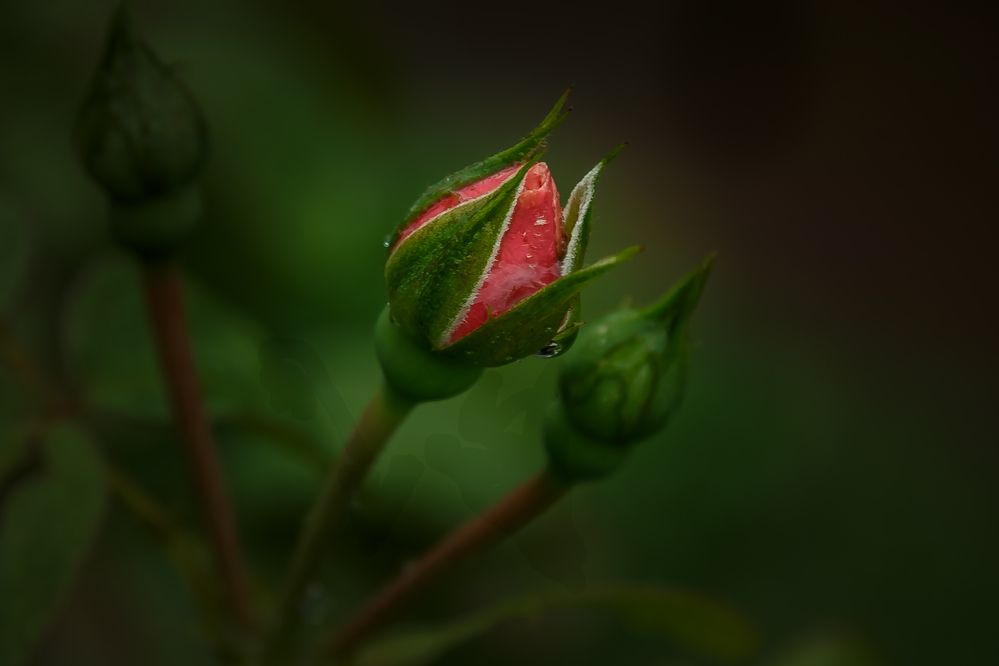 Photograph by Наталья Колеватова