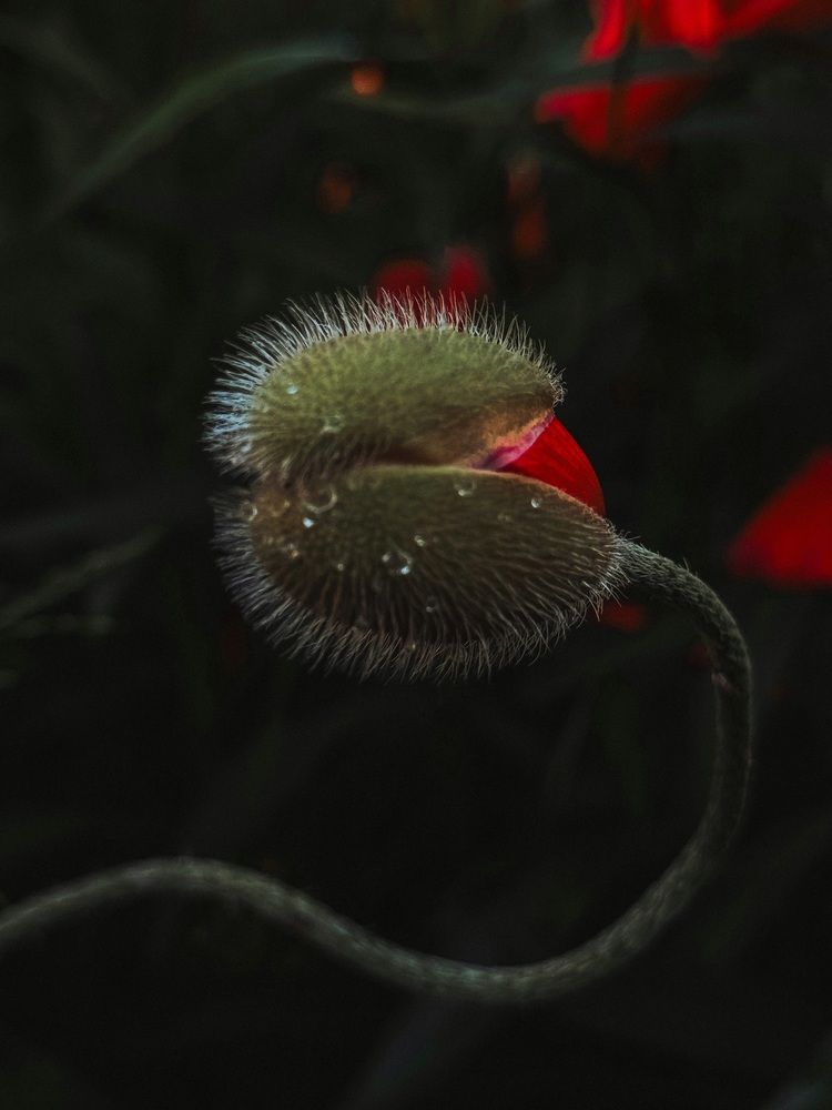 Photograph by Светлана Долганова