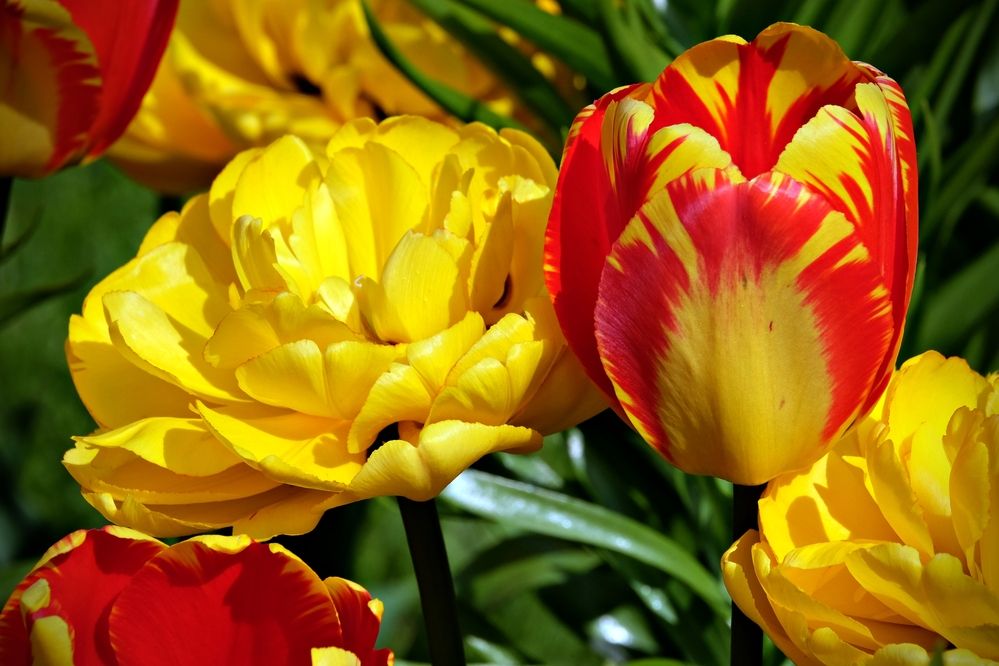 Солнечные тюльпаны