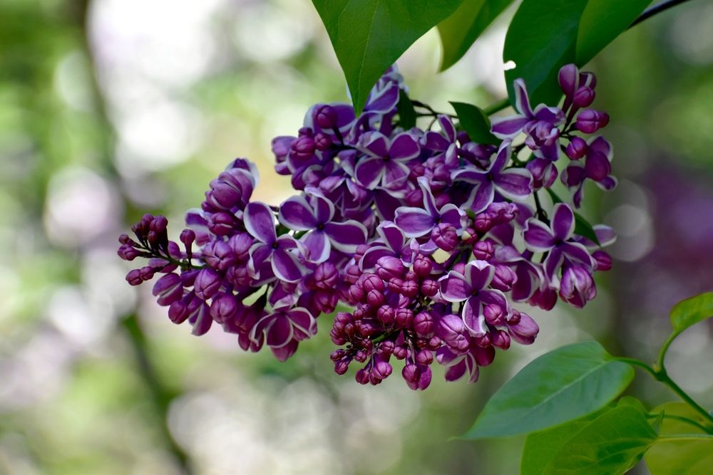 Фотография автора Дмитрий Лазаренко