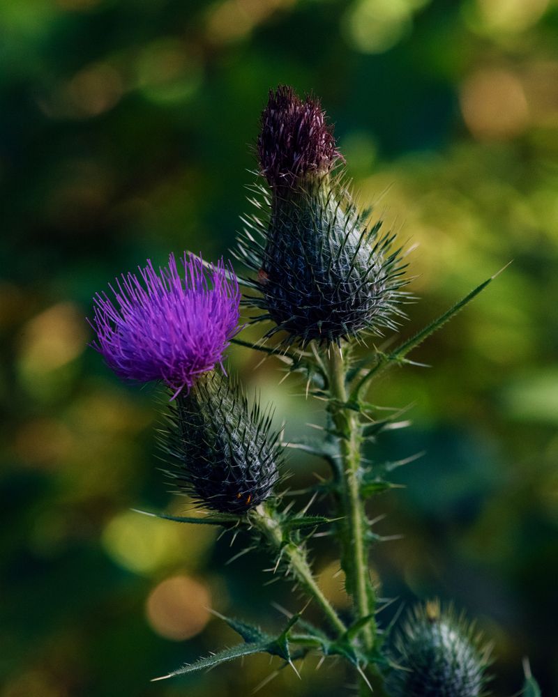 Photograph by Эльга Канашевич