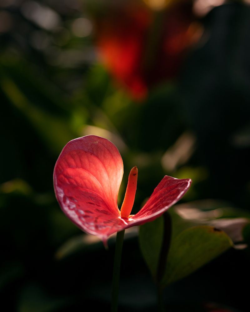 Photograph by Эльга Канашевич