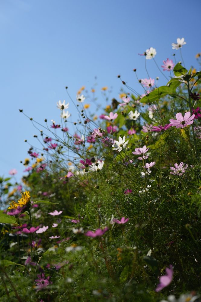 Фотография автора Светлана Зимина