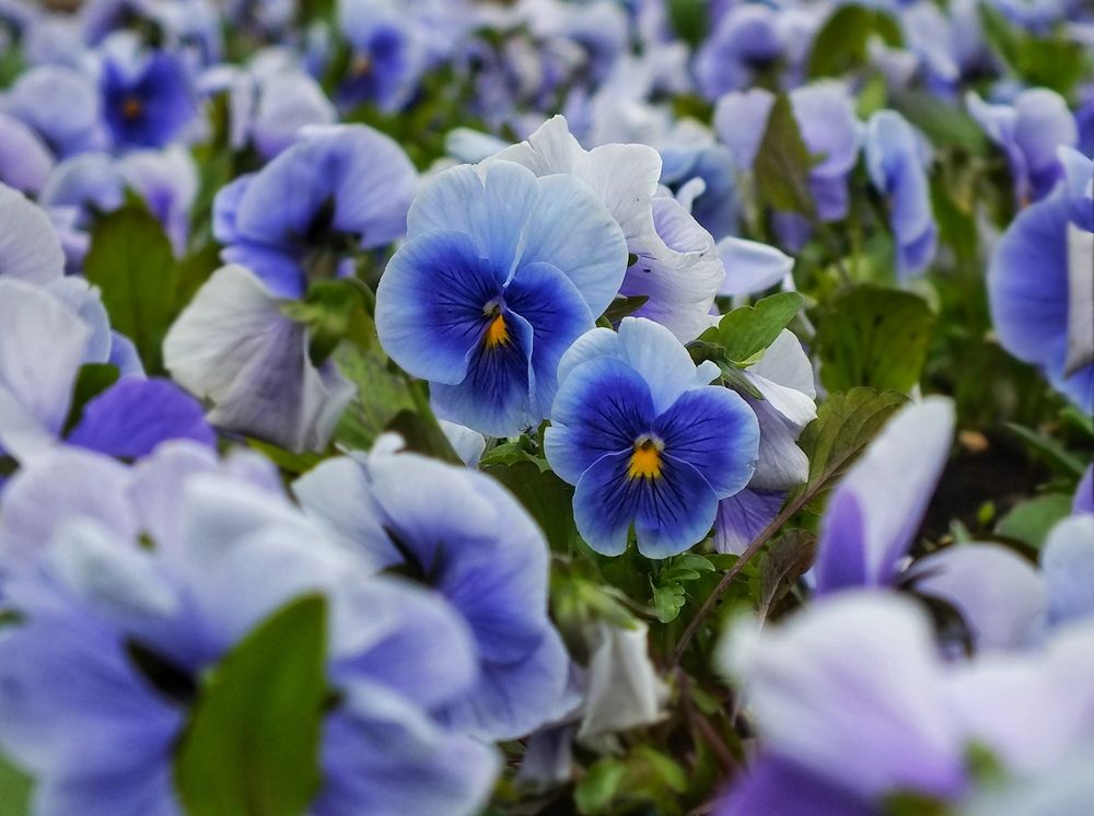 Фотография автора Андрей Шестаков