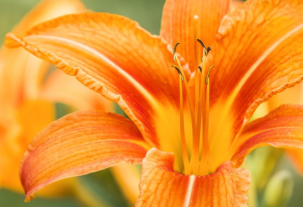 Photograph by Олег Милеев (Каминцев)