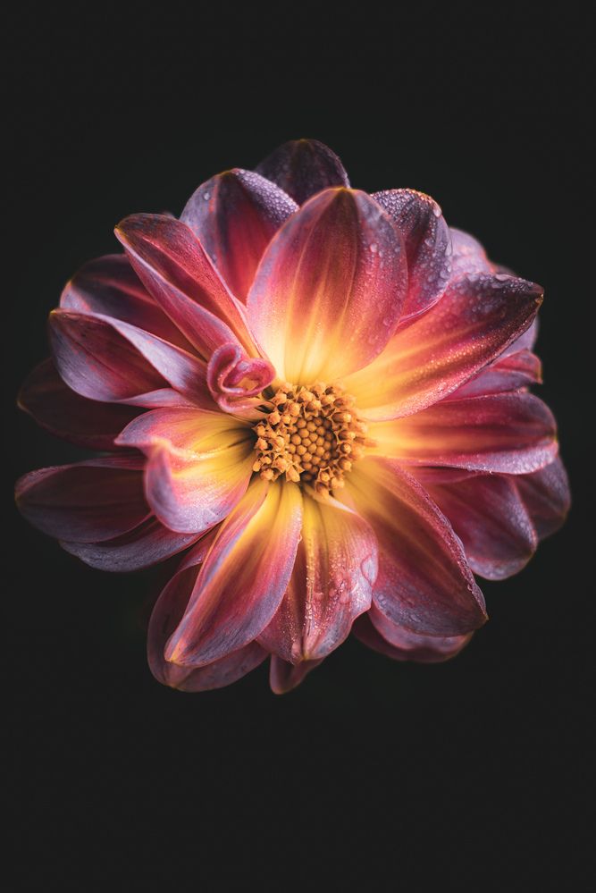 Photograph by Omer Gojak