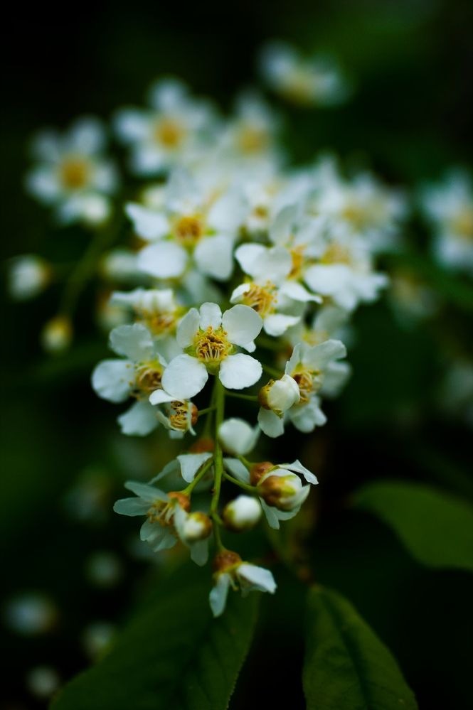 Photograph by Marina Mossiy