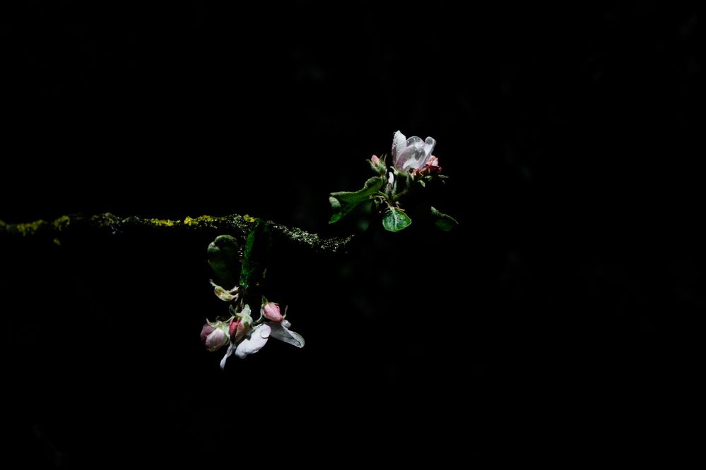 Photograph by Ника Прокопенко