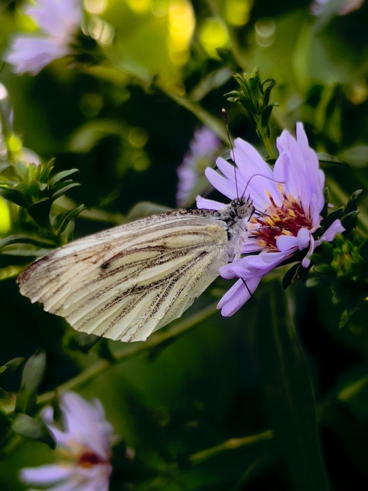 Фотография автора Анастасия
