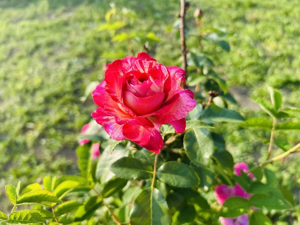 Photograph by Andreea R. Gander