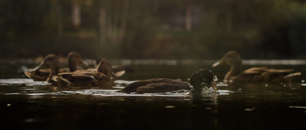 Photograph by Макс Полюхович
