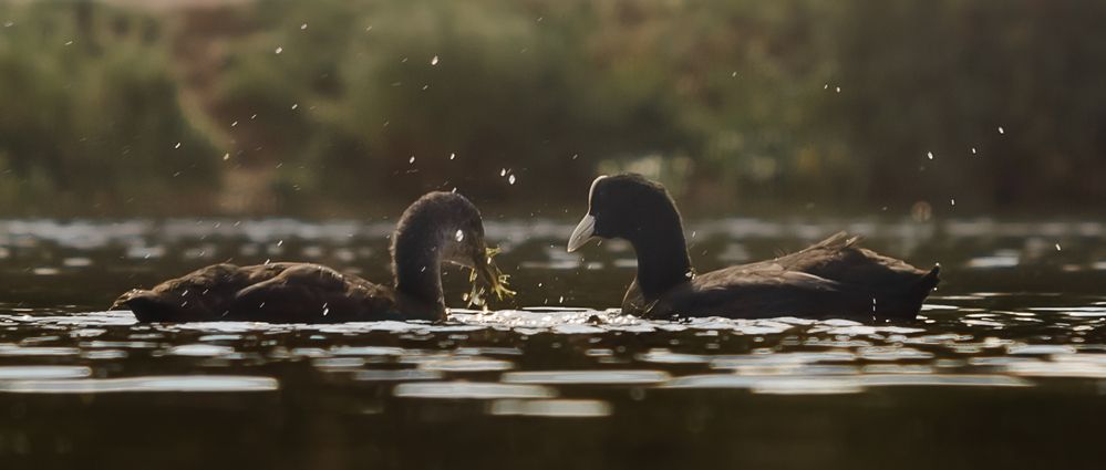 Photograph by Макс Полюхович