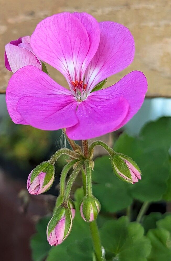 Фотография автора Мария Коледа