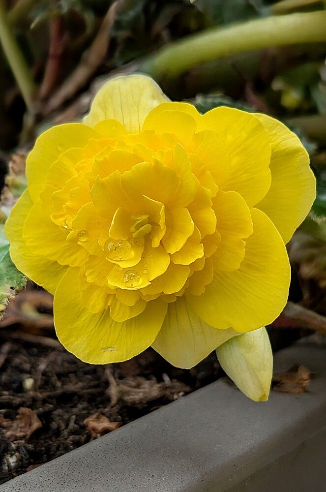 Фотография автора Мария Коледа