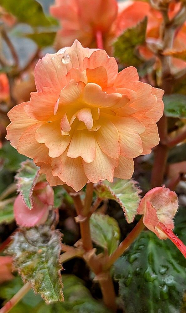 Фотография автора Мария Коледа