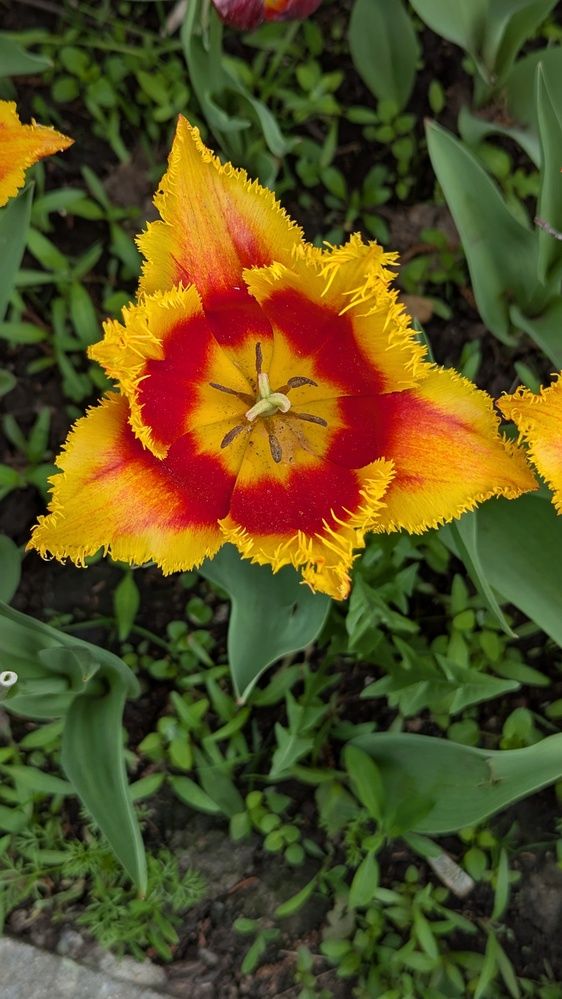 Фотография автора Мария Коледа