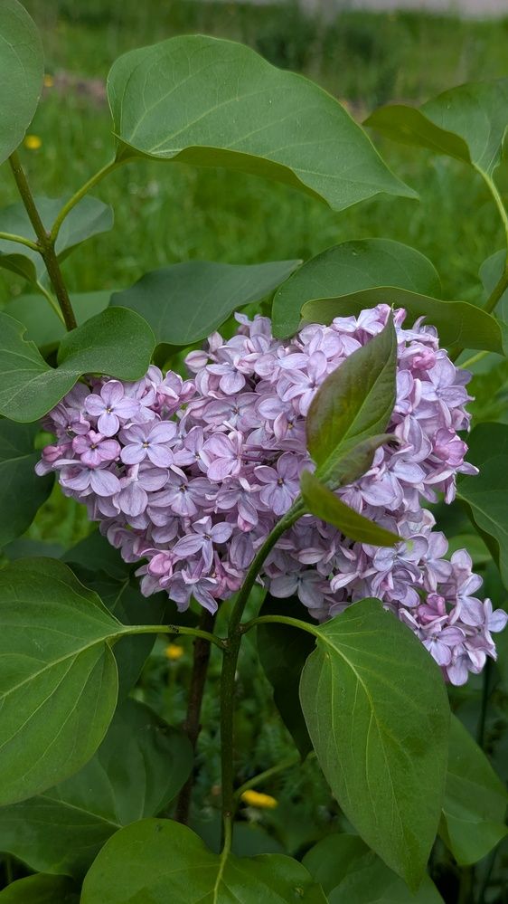 Фотография автора Мария Коледа