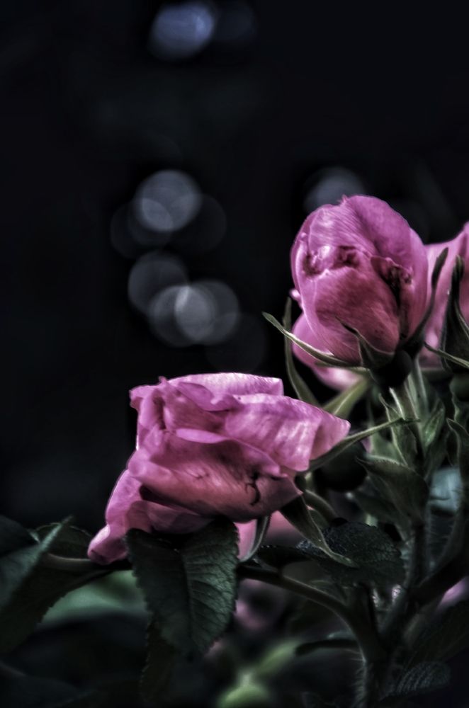 Photograph by Зыкова Мария