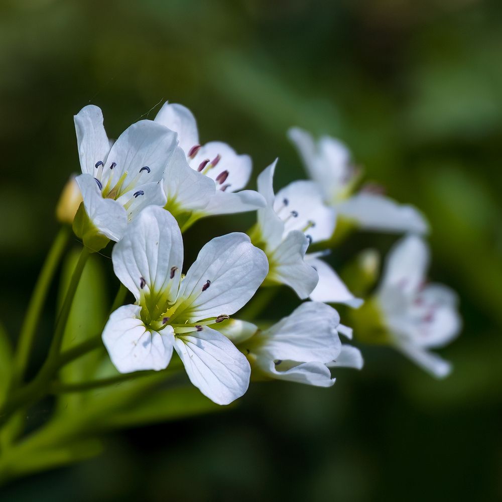 Photograph by Михаил Мак