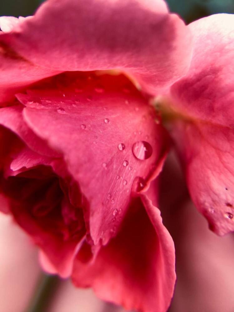 Photograph by Marina Karamysheva