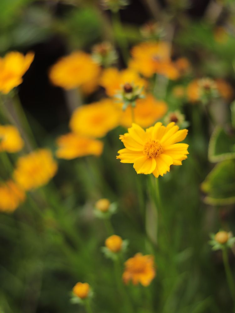 The beauty of wildflowers in nature
